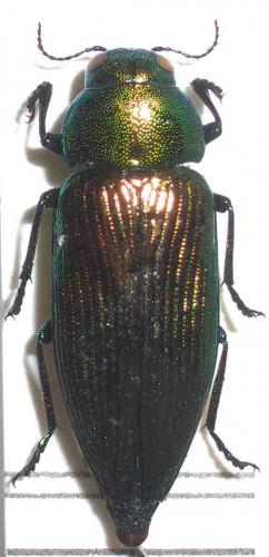 Réf. 30 987 : Eurythyrea quercus