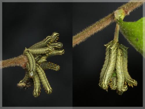 Endromis versicolora