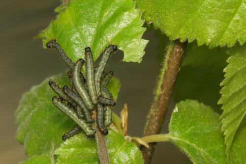 Réf. 30 718 : Endromis versicolora