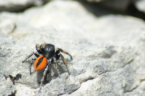 Philaeus chrysops