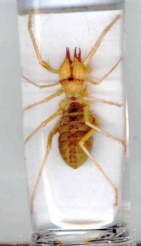Réf. 30 746 : Galeodes sp.