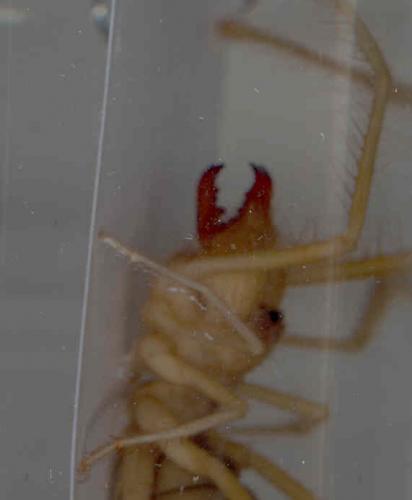 Réf. 30 747 : Galeodes sp.