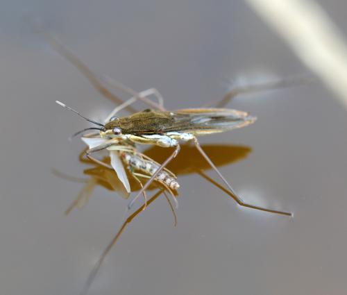 Gerris sp.