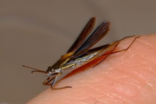 Gerris thoracicus