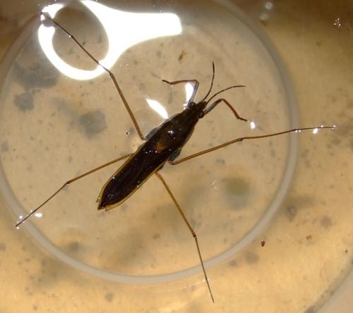 Gerris thoracicus