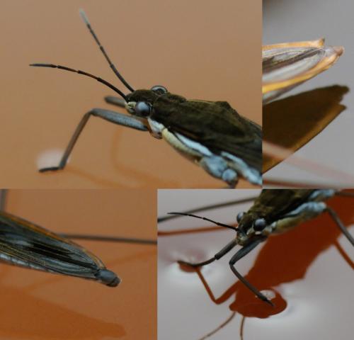 Gerris sp.