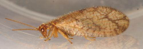 Micromus angulatus