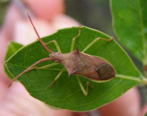 Gonocerus insidiator