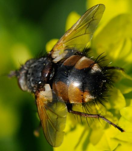 Tachina magnicornis