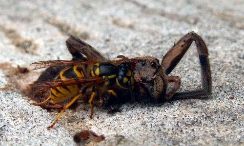 Réf. 30 828 : Vespula sp.