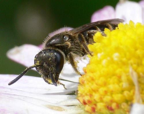 Réf. 30 240 : Lasioglossum sp.