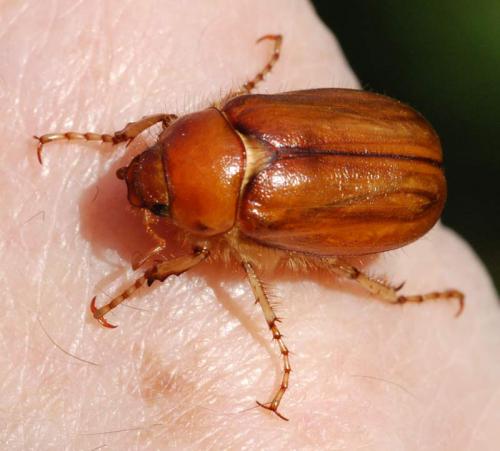 Rhizotrogus aestivus