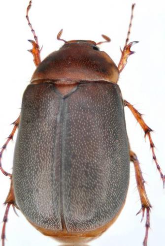 Hoplochelus marginalis