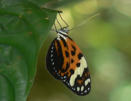 Melinaea sp.