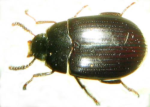 Platydema violacea