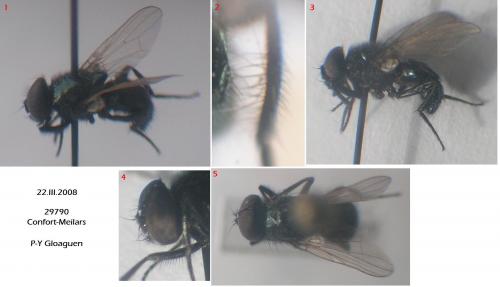 Réf. 30 269 : Hydrotaea capensis