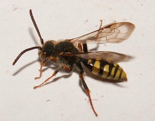 Nomada sp.
