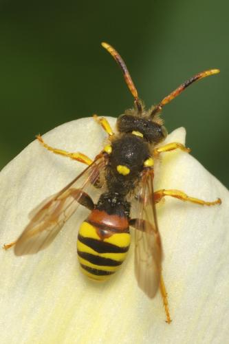 Nomada sp.