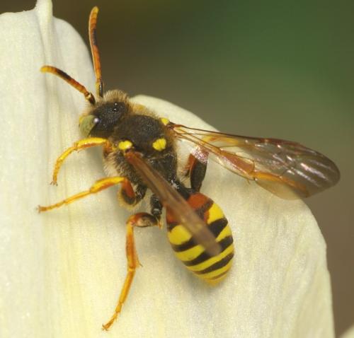 Nomada sp.