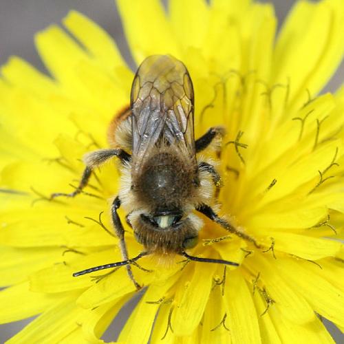Osmia rufohirta