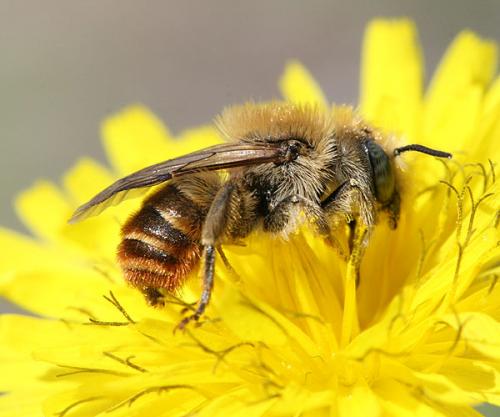 Osmia rufohirta