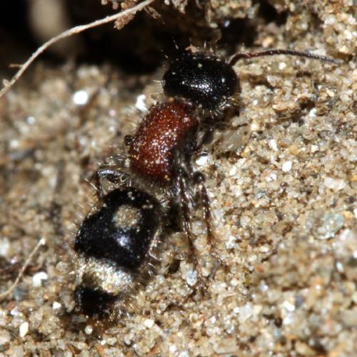 Blakeius bipunctatus