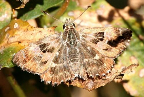 Réf. 30 039 : Carcharodus alceae