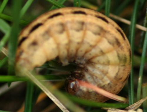 Noctua pronuba