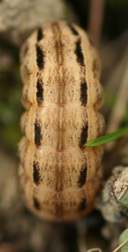 Noctua pronuba