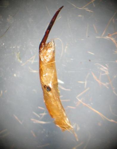 Réf. 30 239 : Orthosia incerta