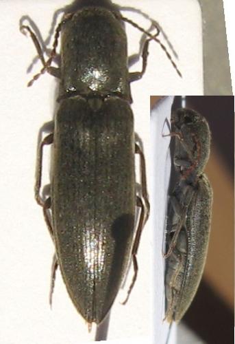 Réf. 30 330 : Agriotes pilosellus