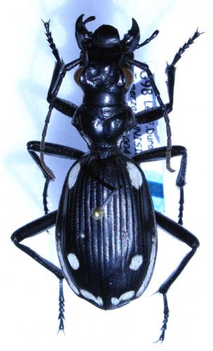 Termophilum sexmaculatum