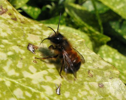 Réf. 30 051 : Osmia bicornis