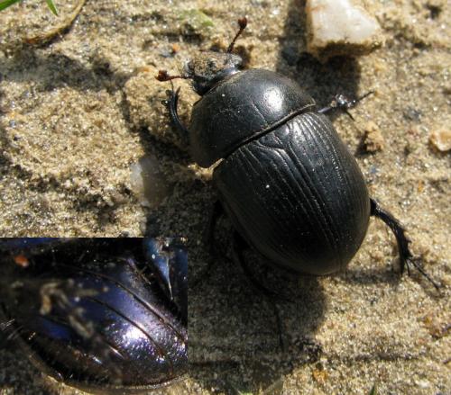 Réf. 30 214 : Geotrupes spiniger