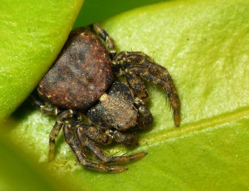 Ozyptila sp.