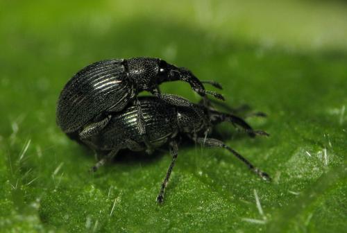 Aspidapion radiolus
