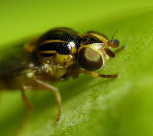 Réf. 30 670 : Thaumatomyia notata