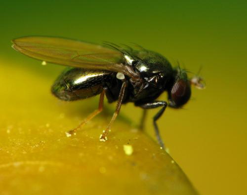 Réf. 30 669 : Psilopa nitidula
