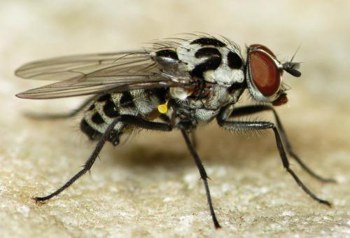 Réf. 30 774 : Anthomyia sp.