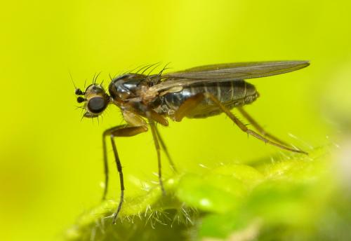 Réf. 30 933 : Lonchoptera lutea