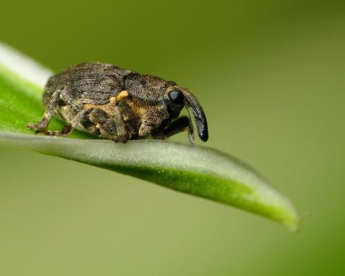 Réf. 30 922 : Stenocarus ruficornis
