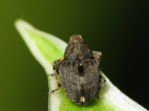 Réf. 30 921 : Stenocarus ruficornis