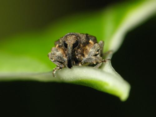 Réf. 30 923 : Stenocarus ruficornis