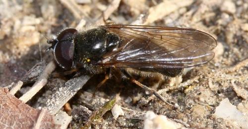 Cheilosia mutabilis