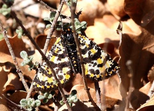 Réf. 30 235 : Eurranthis plummistaria