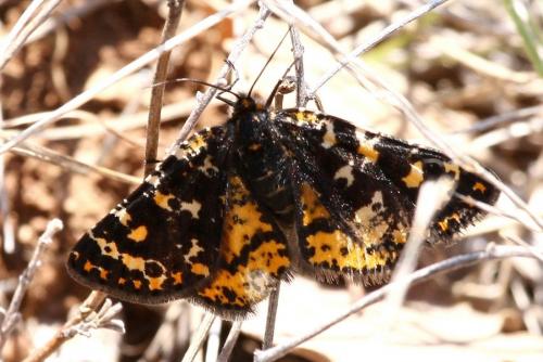Eurranthis plummistaria