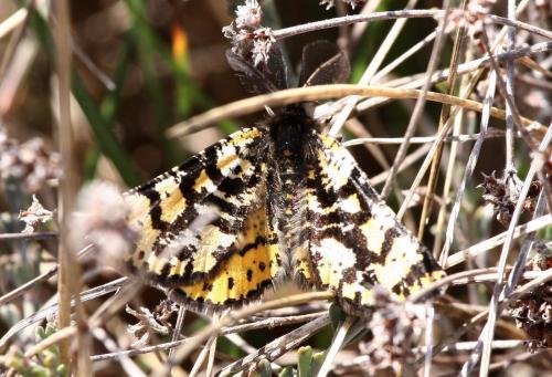 Réf. 30 237 : Eurranthis plummistaria