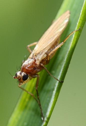 Lonchoptera sp.