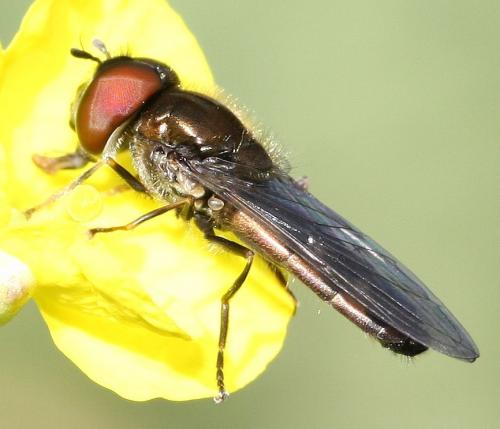 Réf. 30 341 : Platycheirus sp.
