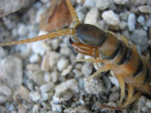 Réf. 30 249 : Scolopendra cingulata